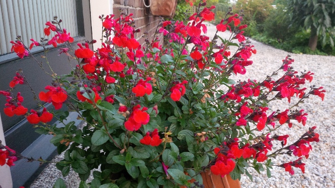 Salvia 'Royal Bumble' Rode Siersalie