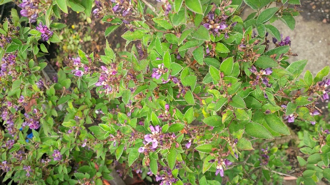 Lespedeza thunbergii 