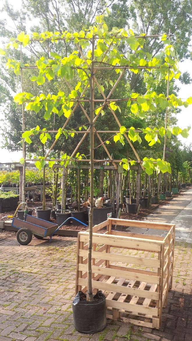 Tilia europaea 'Pallida' (Leilinde)(pot) LeiLinde