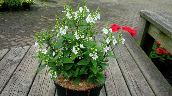 Parahebe catarractae 'Avalanche' Parahebe