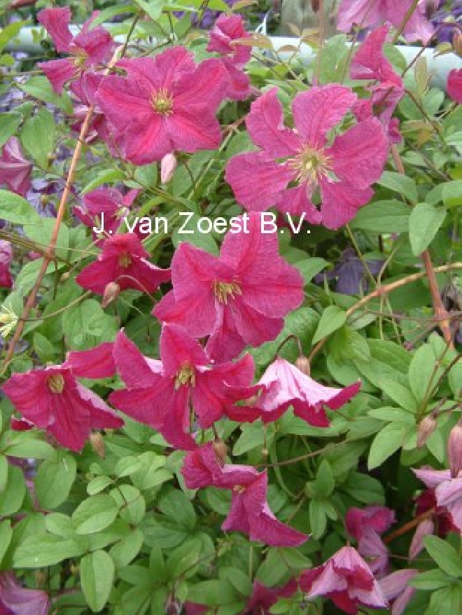 Clematis 'Abundance' Viticella groep