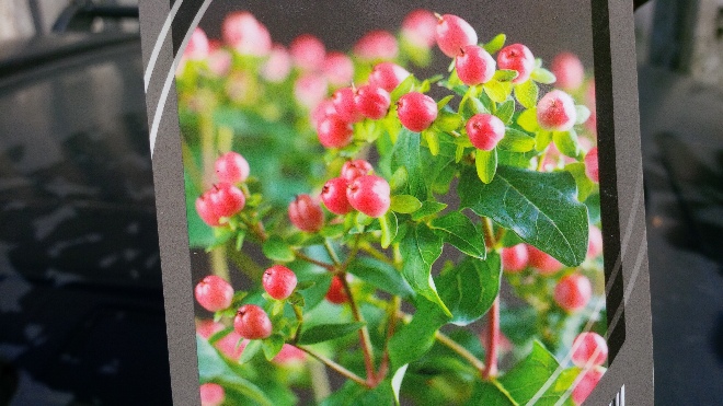 Hypericum inodorum 'Kolmarest' (Magical Red Star) Hertshooi