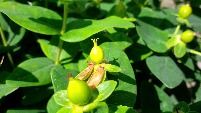 Hypericum inodorum 'Kolmasun' (Magical Sunshine) Hertshooi