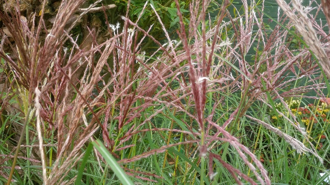 Miscanthus sinensis 'Red Chief' Chinees Riet