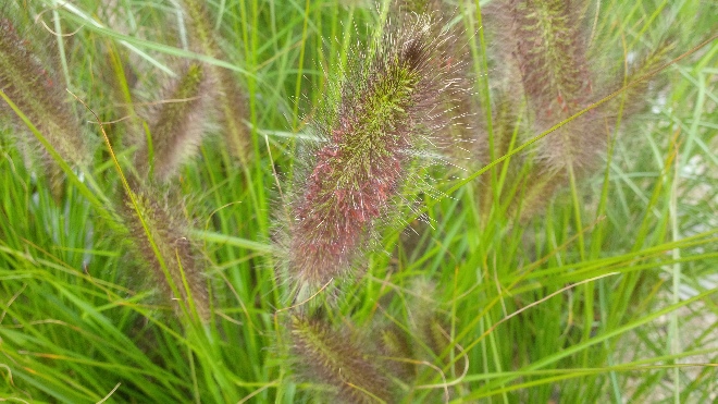 Pennisetum alopecuroides f. viridescens Lampenpoetsergras, Borstelveergras