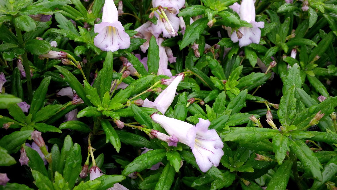 Lysionotus 'Lavender Lady' 