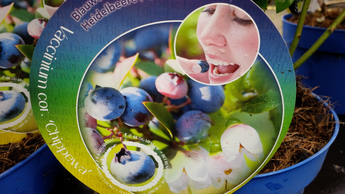 Vaccinium corymbosum 'Chippewa' Amerikaanse Bosbes, Blauwe Bes, Trosbosbes
