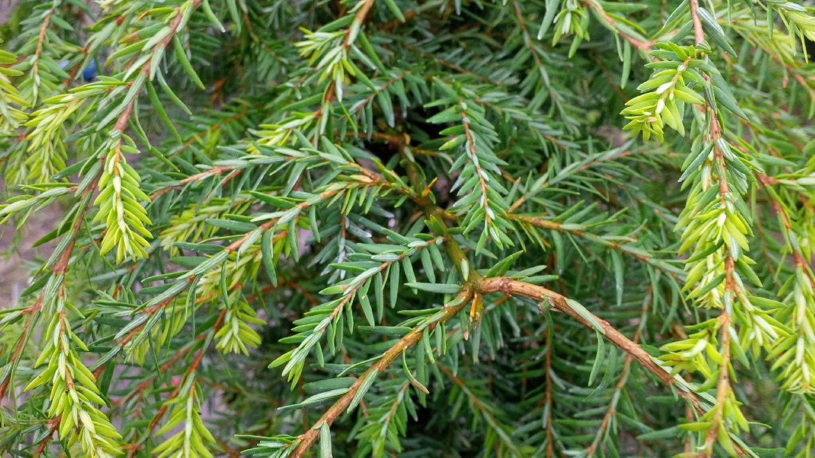 Tsuga canadensis  