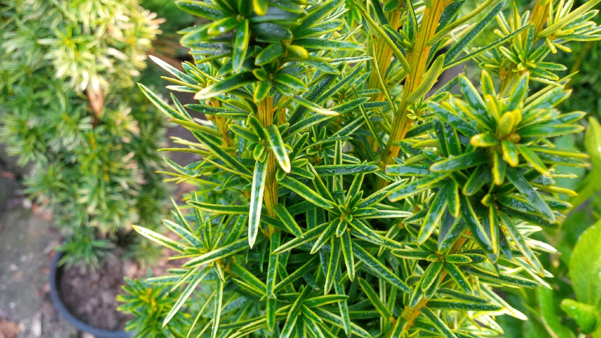 Taxus baccata 'Fastigiata Aurea' Zuilvormige Venijnboom