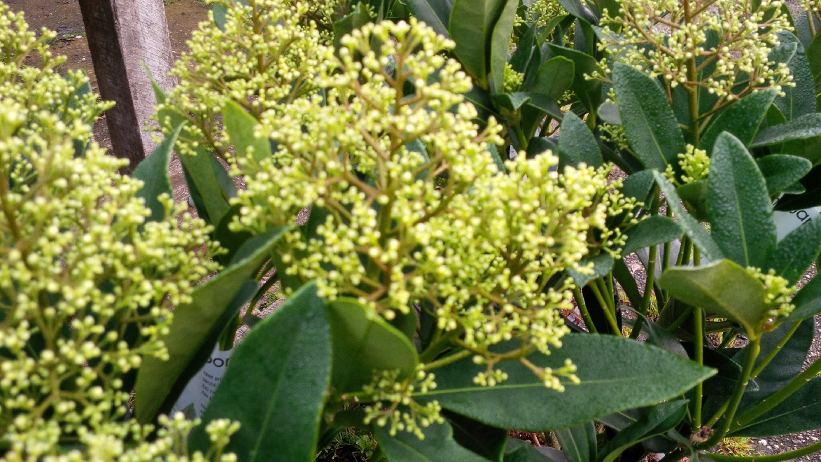 Skimmia japonica 'Thereza' ® 