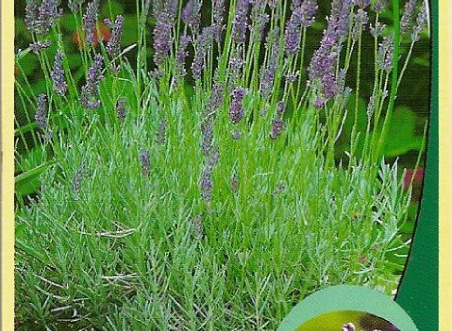 Lavandula angustifolia 'Lasila' (Aromatico Silver) Lavendel