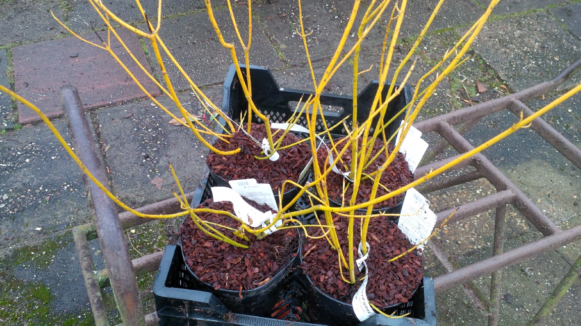 Cornus sericea 'Flaviramea' (stolonifera 'Flaviramea') Gele Kornoelje