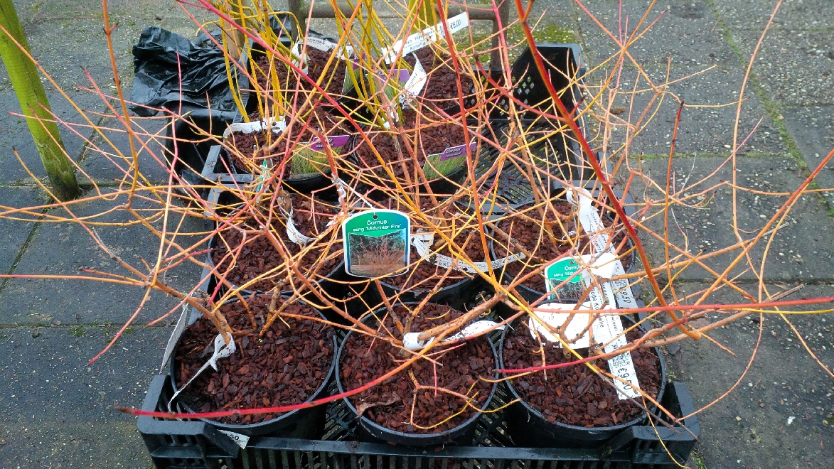 Cornus sanguinea 'Midwinter Fire' Oranjerode Kornoelje