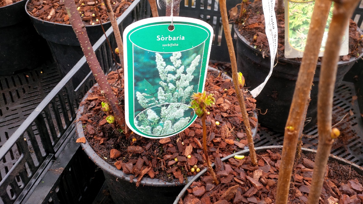 Sorbaria sorbifolia Sorbaria