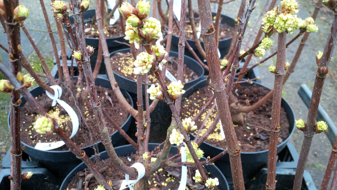 Viburnum farreri 'Candidissimum' Sneeuwbal