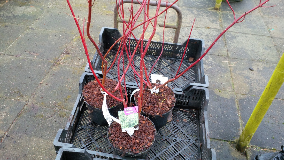 Cornus alba 'Gouchaultii' Rode Kornoelje