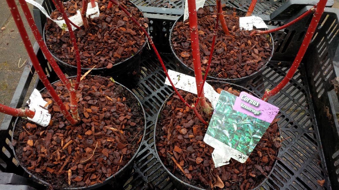 Cornus alba 'Kesselringii' Rode Kornoelje