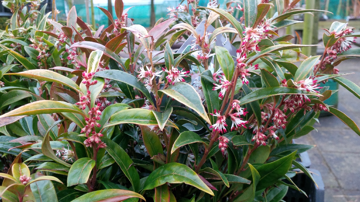 Sarcococca hookeriana Vleesbes