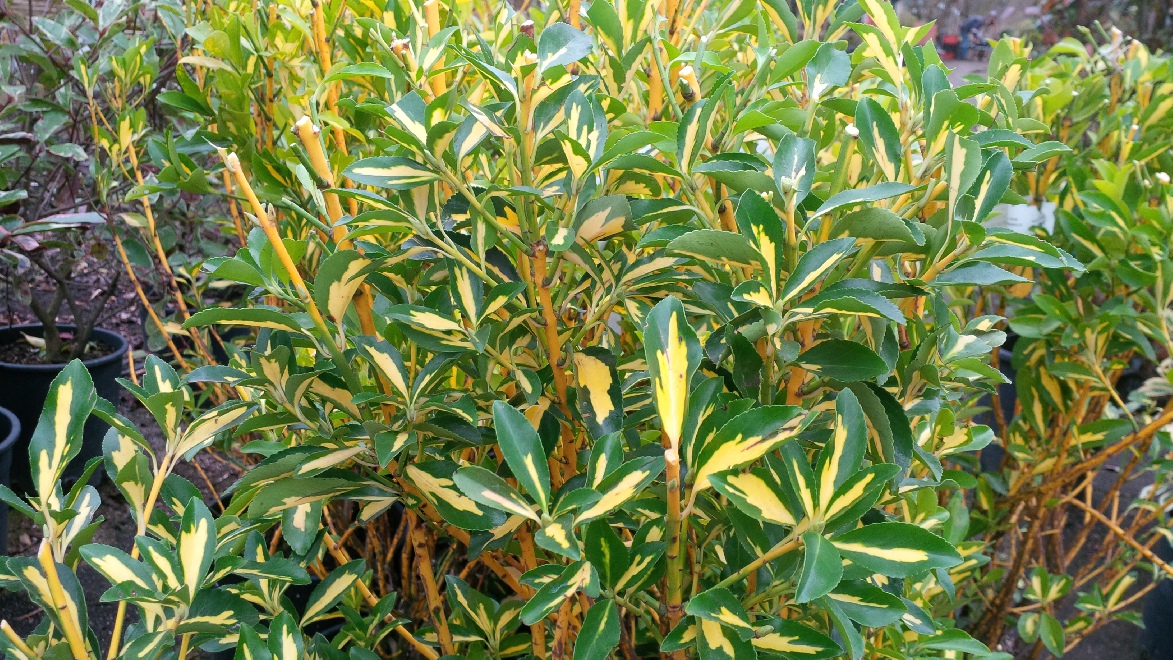 Euonymus japonicus 'Aureus' Wintergroene Kardinaalshoed