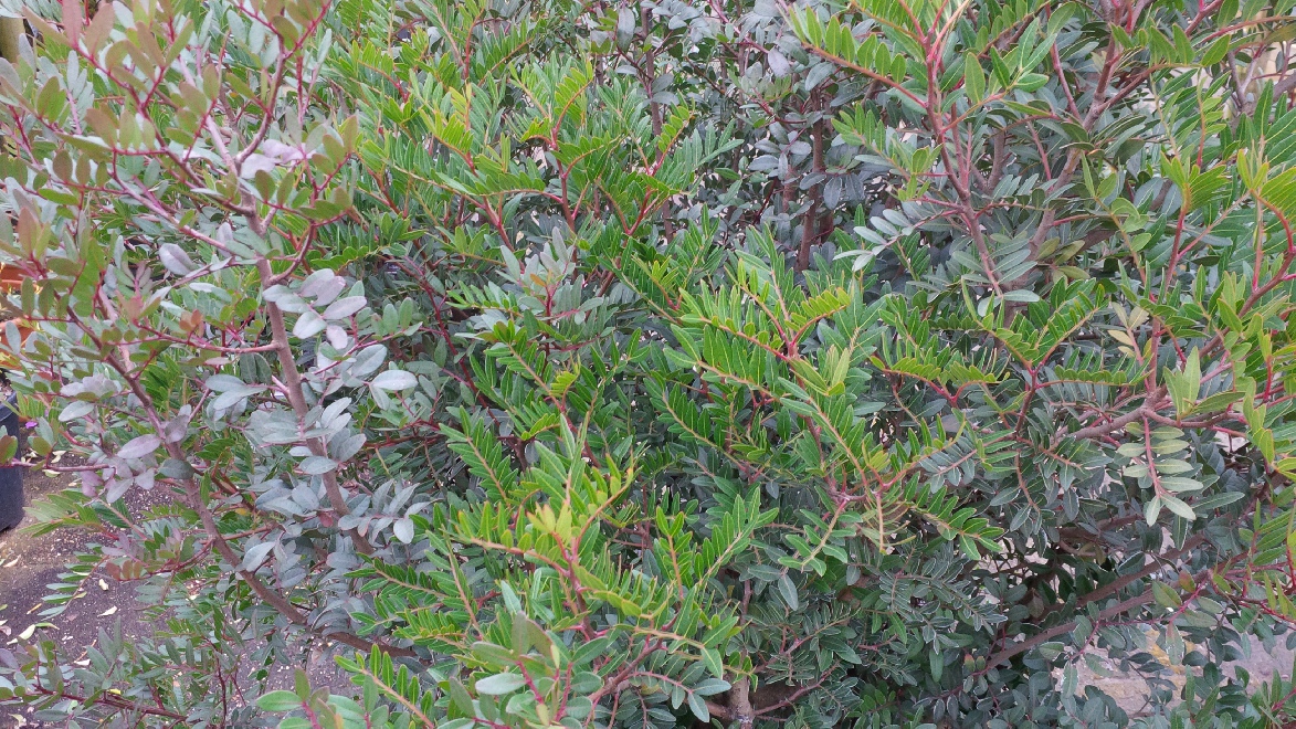 Pistacia lentiscus Mastiekboom