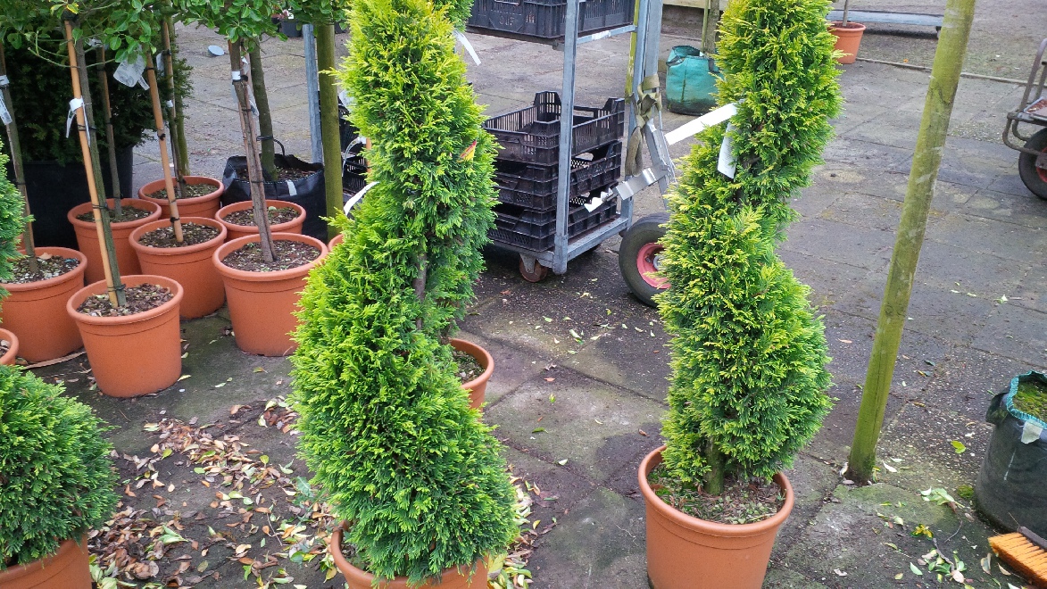 Cupressocyparis leylandii 'Gold Rider' Gesnoeide Leylandii