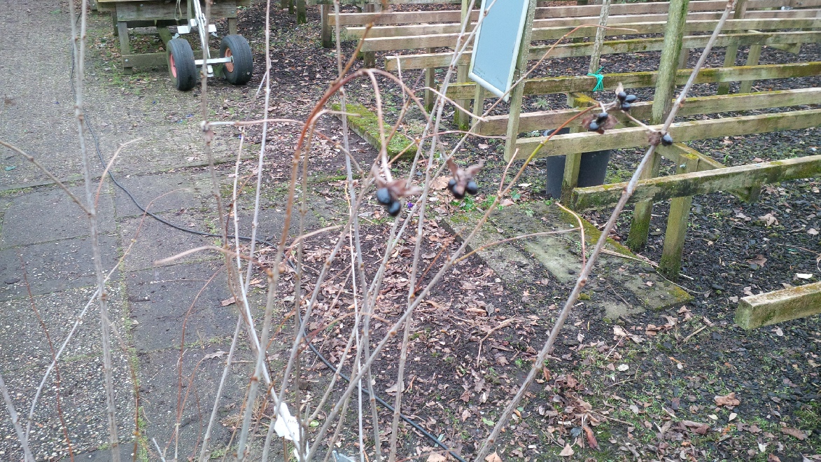 Rhodotypos scandens 