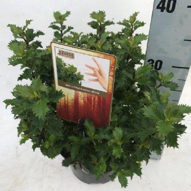 Ilex meserveae 'Mondo' (Magical Little Rascal) Bolvormige DwergHulst