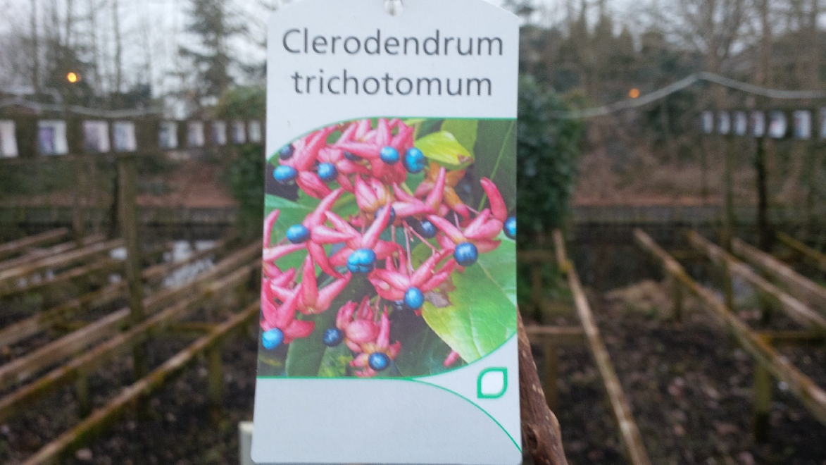 Clerodendrum trichotomum Kansenboom, Pindakaasboom
