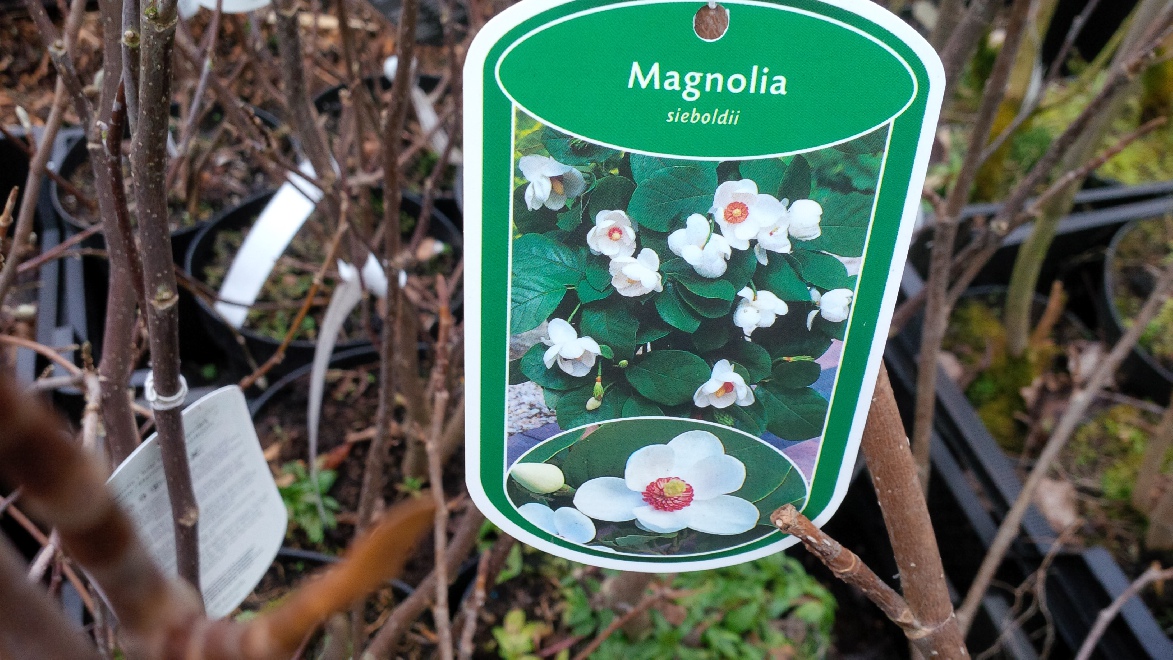 Magnolia sieboldii Beverboom, Valse tulpenboom