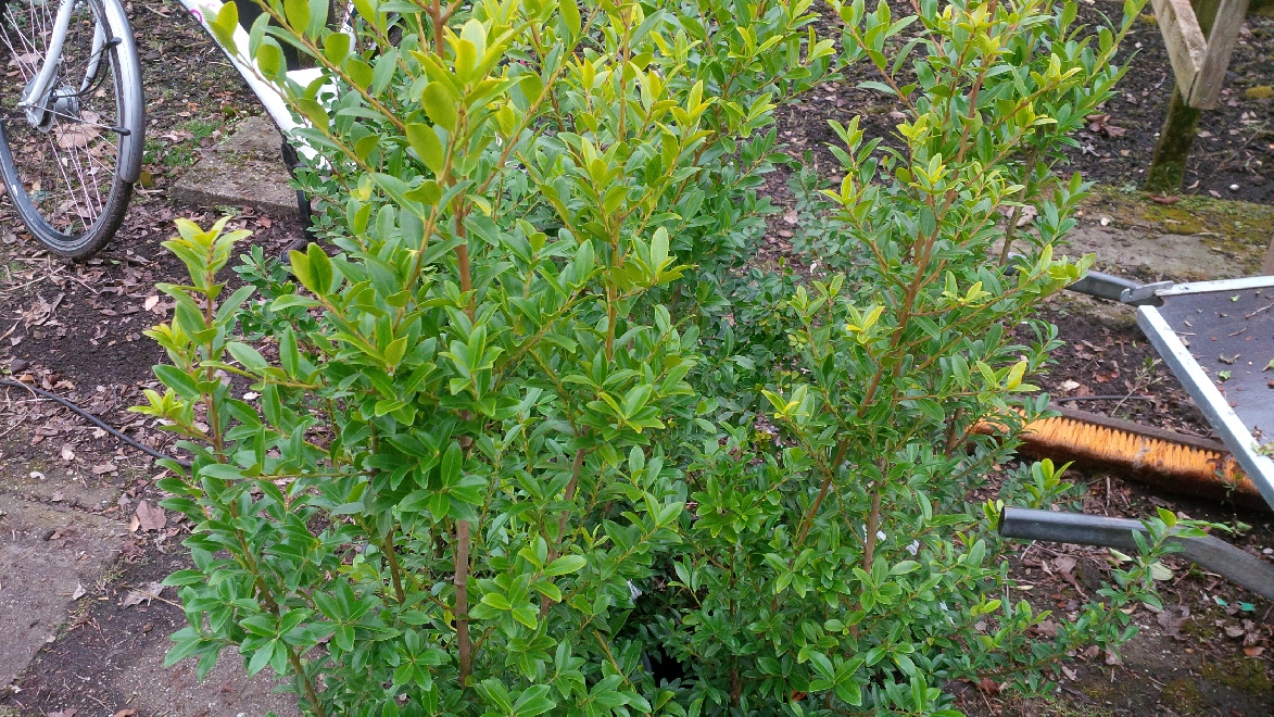 Ilex maximowicziana var. kanehirae Kleinbladige Hulst