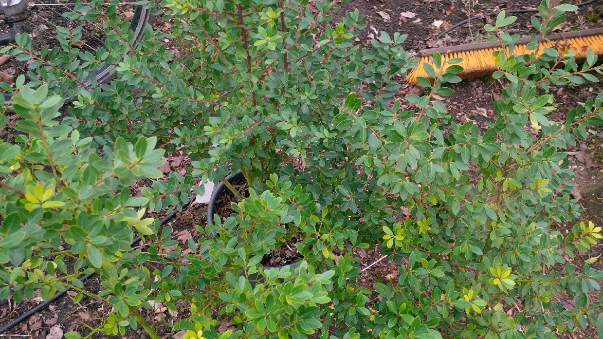 Ilex crenata 'Blondie' Japanse hulst