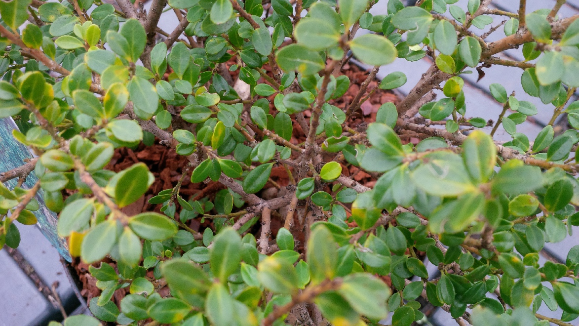 Ilex crenata 'Glory Gem'  Japanse hulst