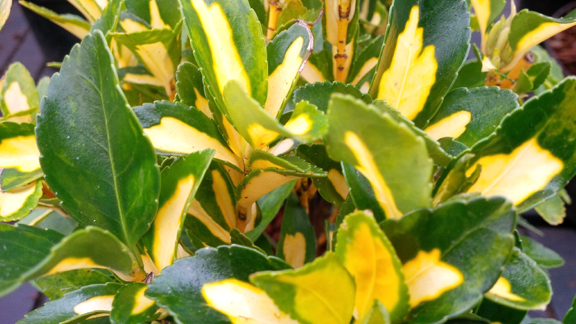 Euonymus japonicus 'Aureus' Wintergroene kardinaalshoed