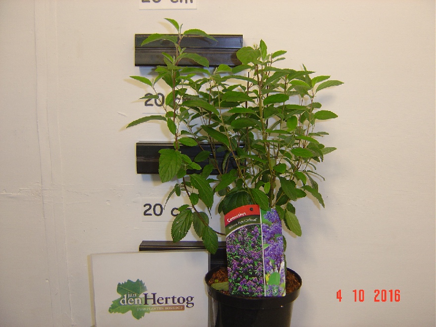 Ceanothus delilianus 'Henri Défossé' Amerikaanse Sering