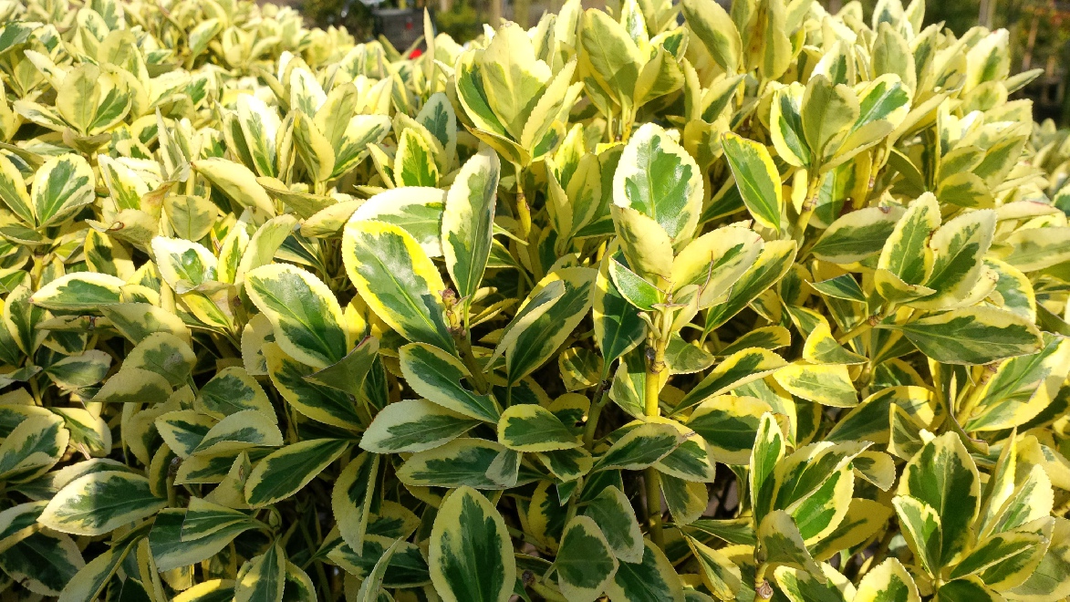 Euonymus japonicus 'Bravo' Wintergroene Kardinaalshoed