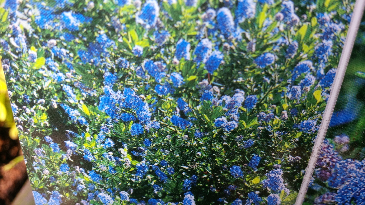 Ceanothus impressus 'Cool Blue' Amerikaanse sering