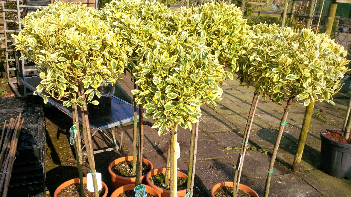 Euonymus japonicus 'Bravo' Wintergroene Kardinaalshoed