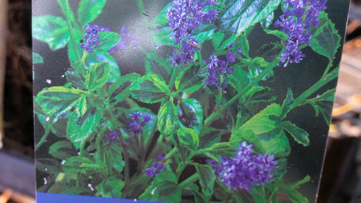 Ceanothus 'Perado' (El Dorado) Amerikaanse sering