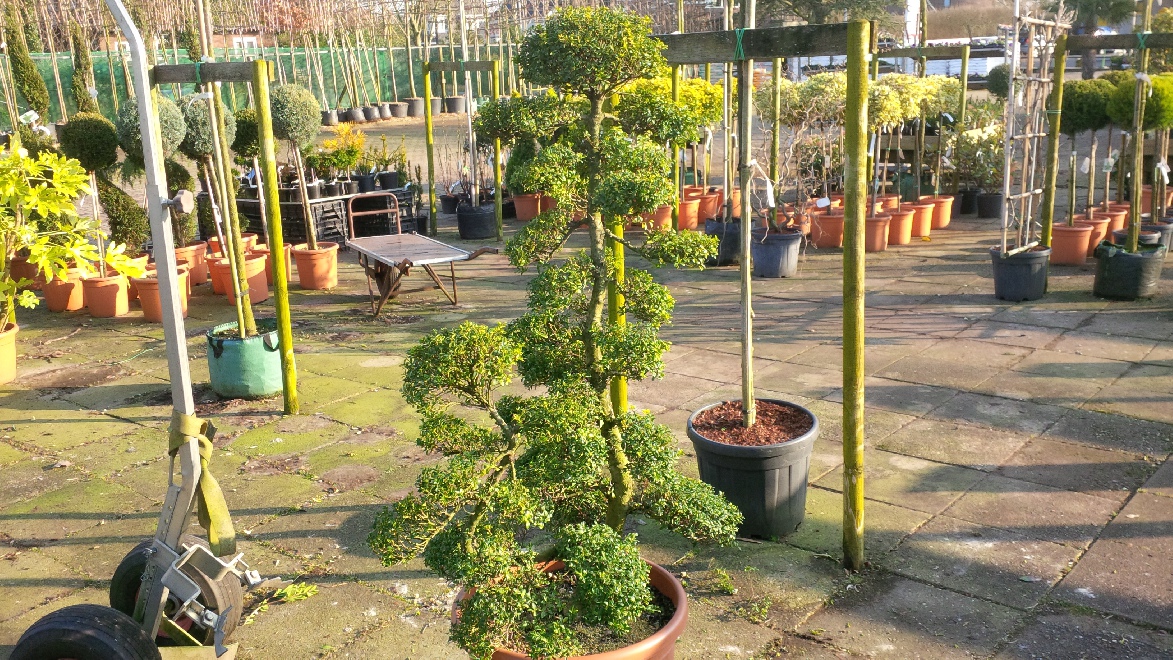 Ilex crenata 'Kinme' (Bonsaivorm) Japanse Bonsaiboom