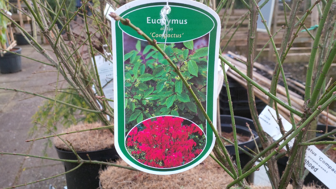 Euonymus alatus 'Compactus' kardinaalshoed