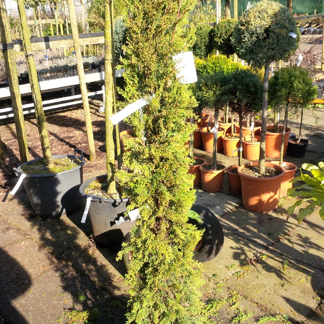 Cupressus sempervirens 'Stricta' Toscaanse Zuilcypres