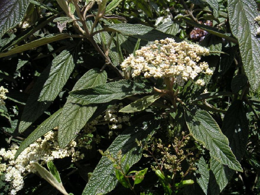 Viburnum rhytidophyllum Wintergroene Sneeuwbal