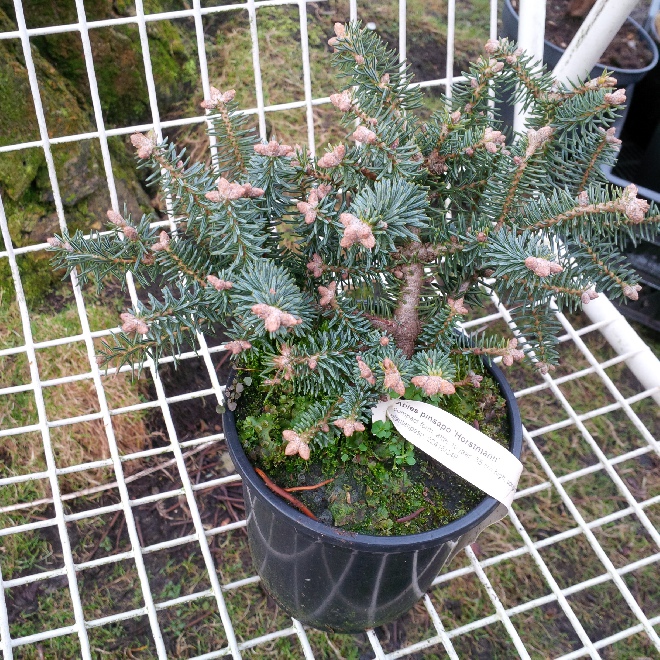 Abies pinsapo 'Horstmann' Dwergvorige Zilverspar