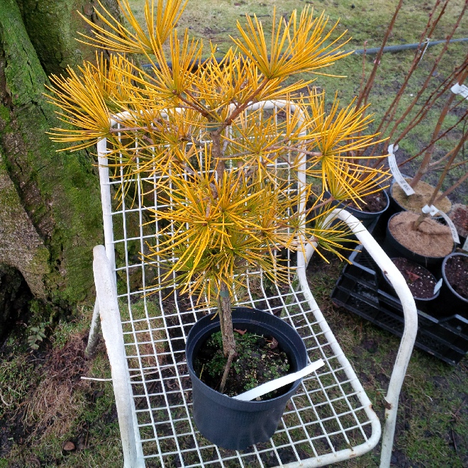 Sciadopitys verticillata 'Goldammer' 
