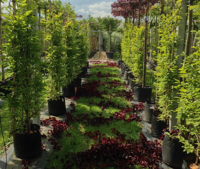 Carpinus betulus (Haagbeukscherm)  Haagbeuk