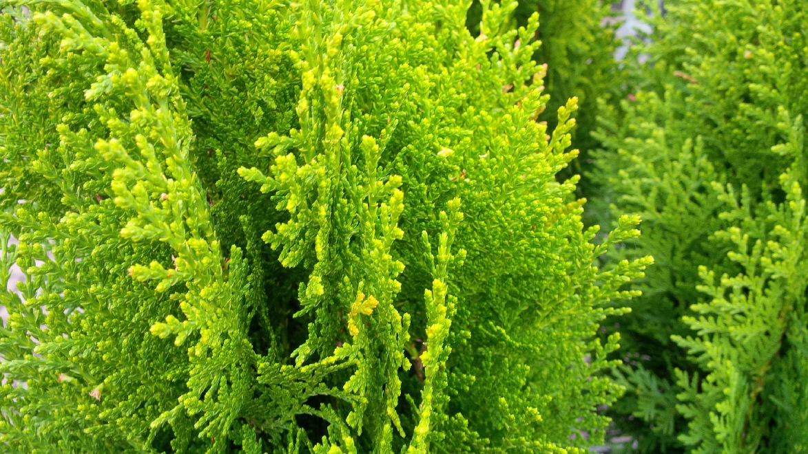 Platycladus orientalis 'Aurea Nana' (syn. Thuja orientalis 'Aurea Nana' ) Goudkleurige Levensboom