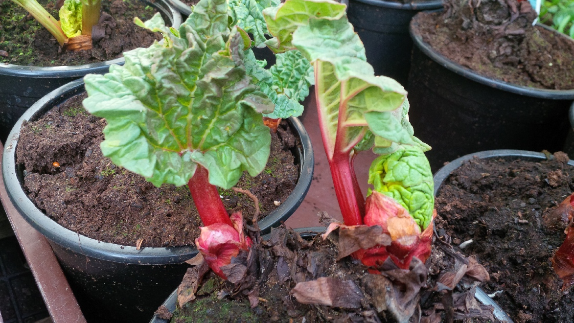 Rheum rhabarbarum 'Red Champagne' Rabarber