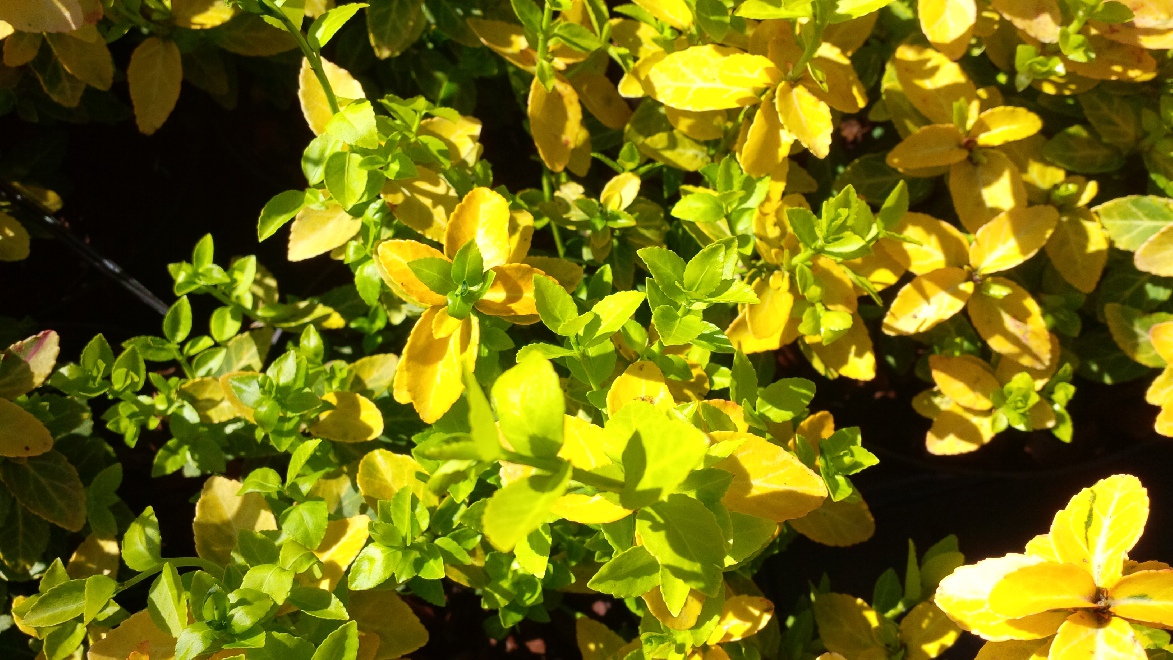 Euonymus fortunei 'Waldbolwi' (Goldy) Kardinaalshoed