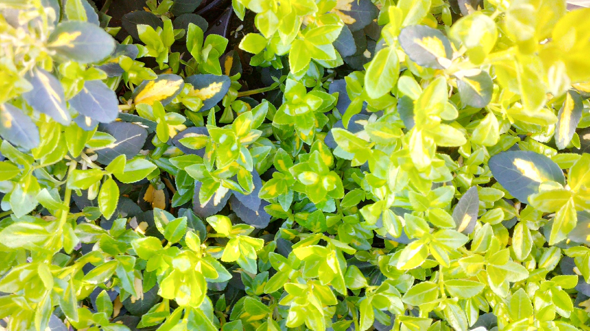 Euonymus fortunei 'Interbolwi' BLONDY, kardinaalshoed