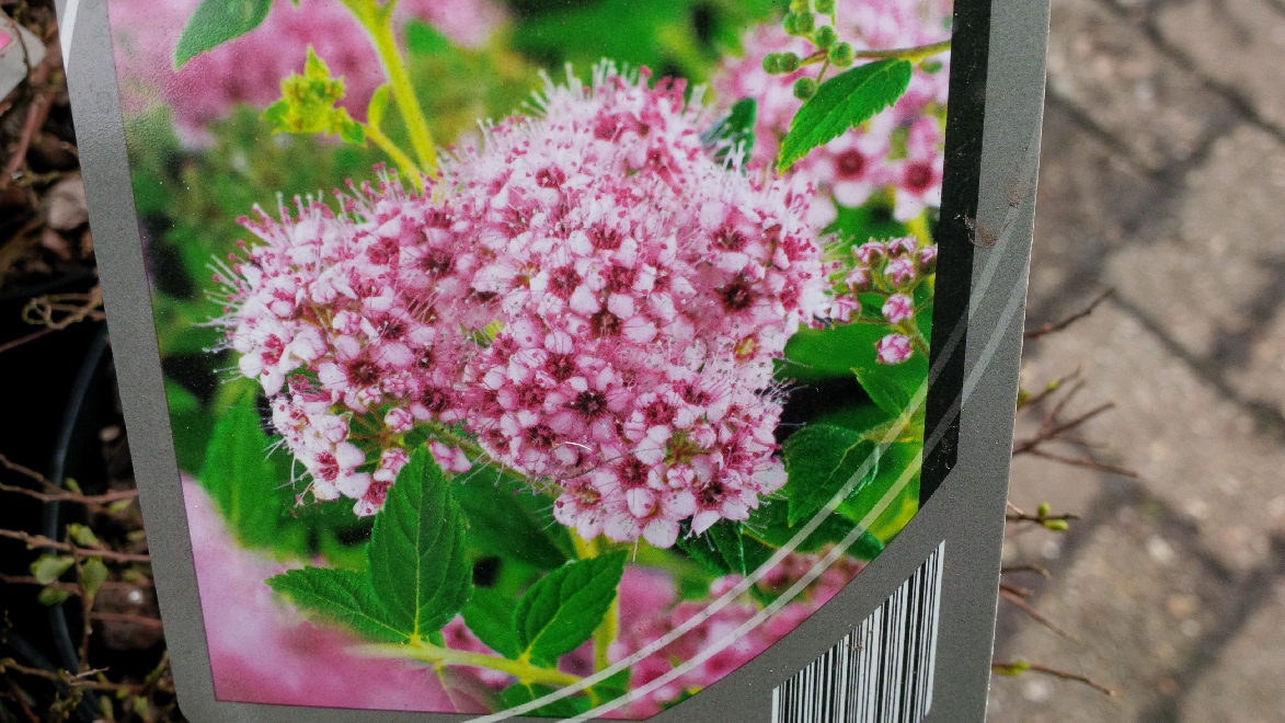 Spiraea japonica 'Little Princess' Roze Spierstruik